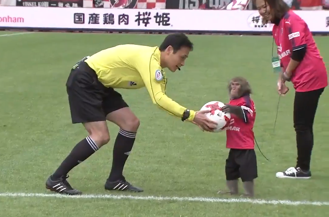 Monkey Delivers Game Ball For Japanese Soccer Match Gets Standing Ovation Obviously This Is The Loop Golf Digest