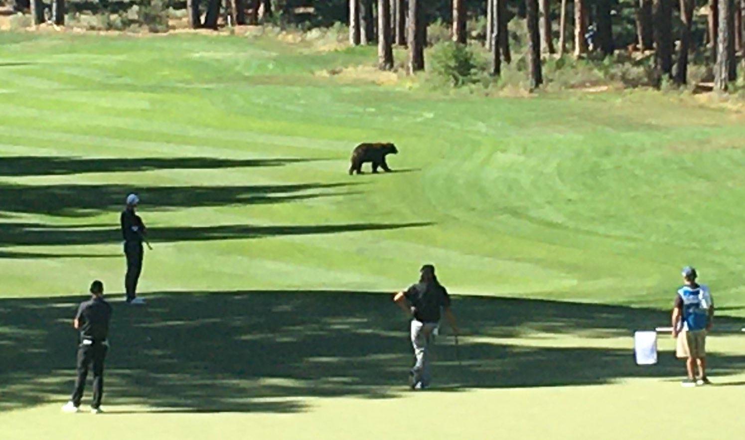 A bear showed up on the course at Barracuda Championship, but, alas, he wasnt Golden Golf News and Tour Information GolfDigest