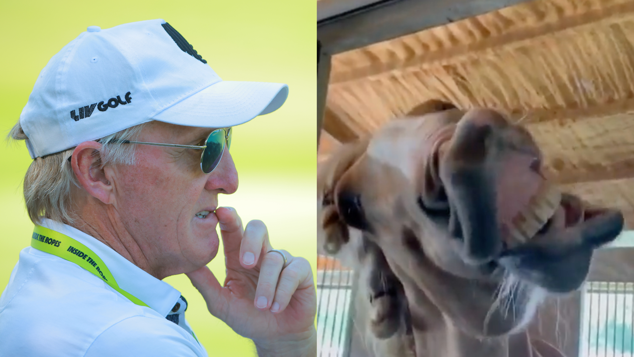 LIV Golf loses ratings battle to … 'World's Funniest Animals'? | This is the  Loop 