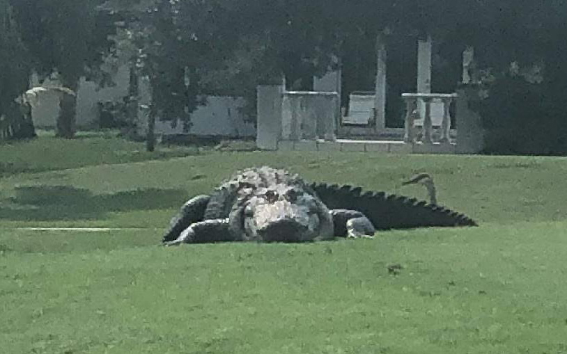Absolute unit of a gator spotted on Florida golf course sparks viral  reaction, This is the Loop